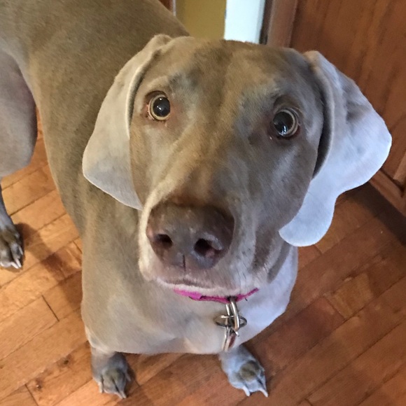 Meet your Posher, Laura - Picture 1 of 1